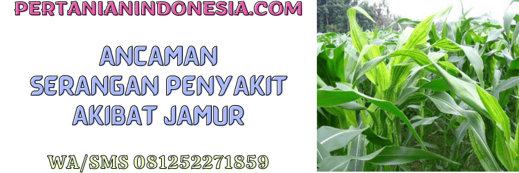 ancaman,serangan,penyakit,jamur,cendawan,pertanian indonesia